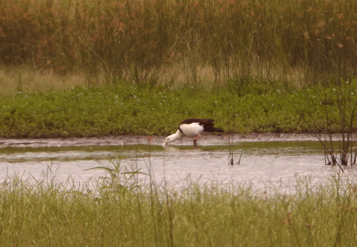 beltegravand - ML646827650