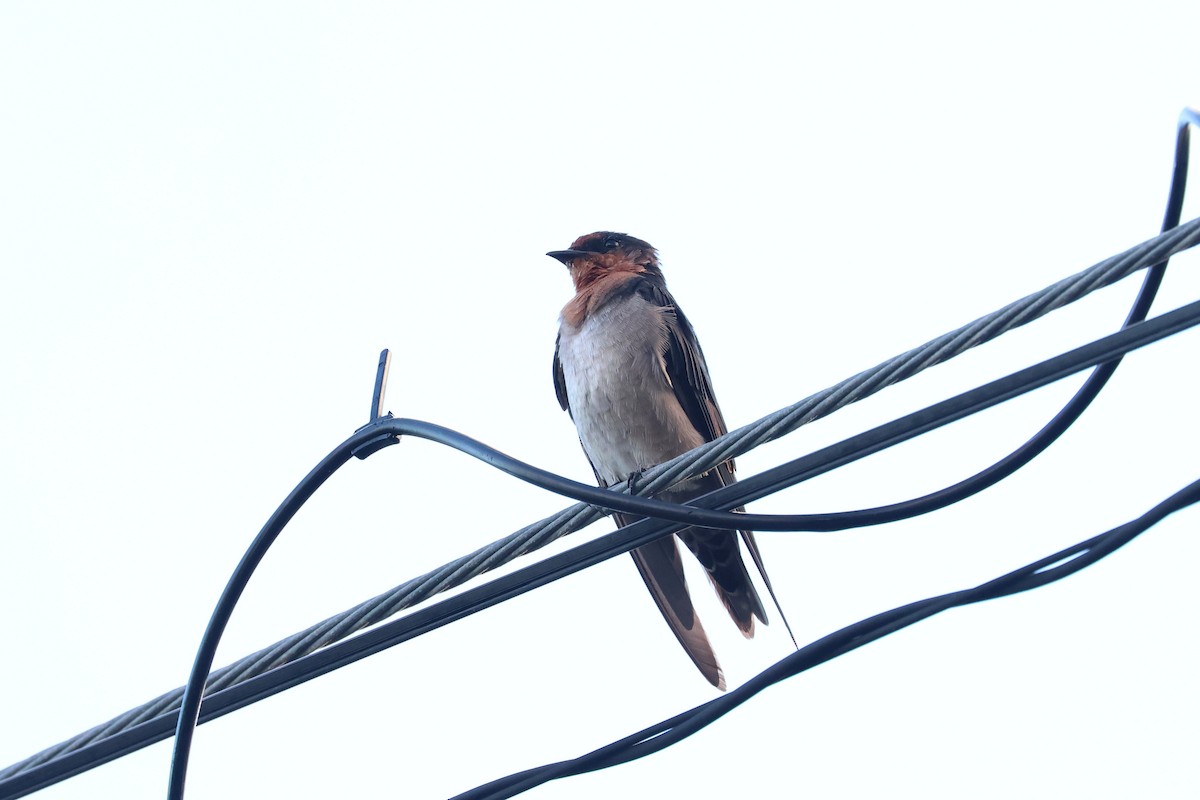 洋燕 - ML646827651