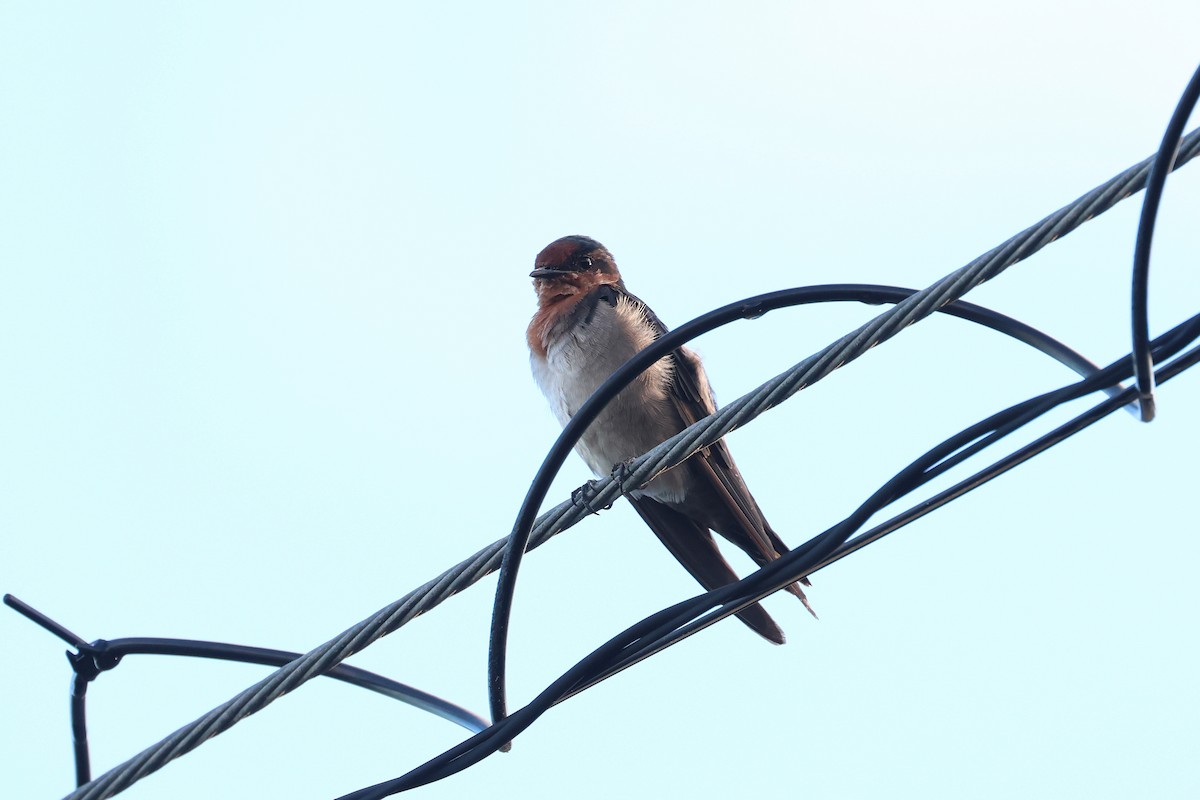 洋燕 - ML646827652