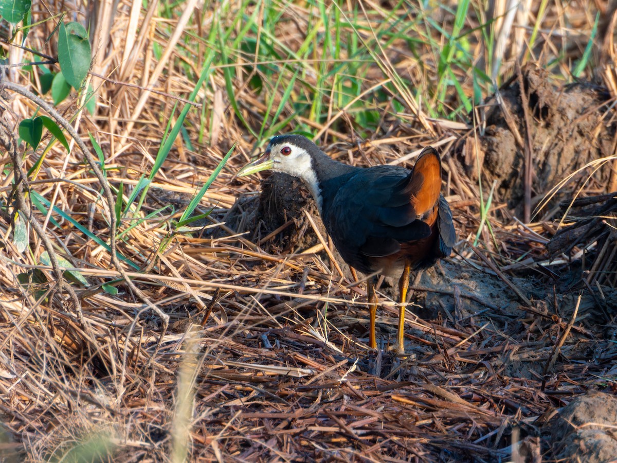 hvitbrystrikse - ML646827654