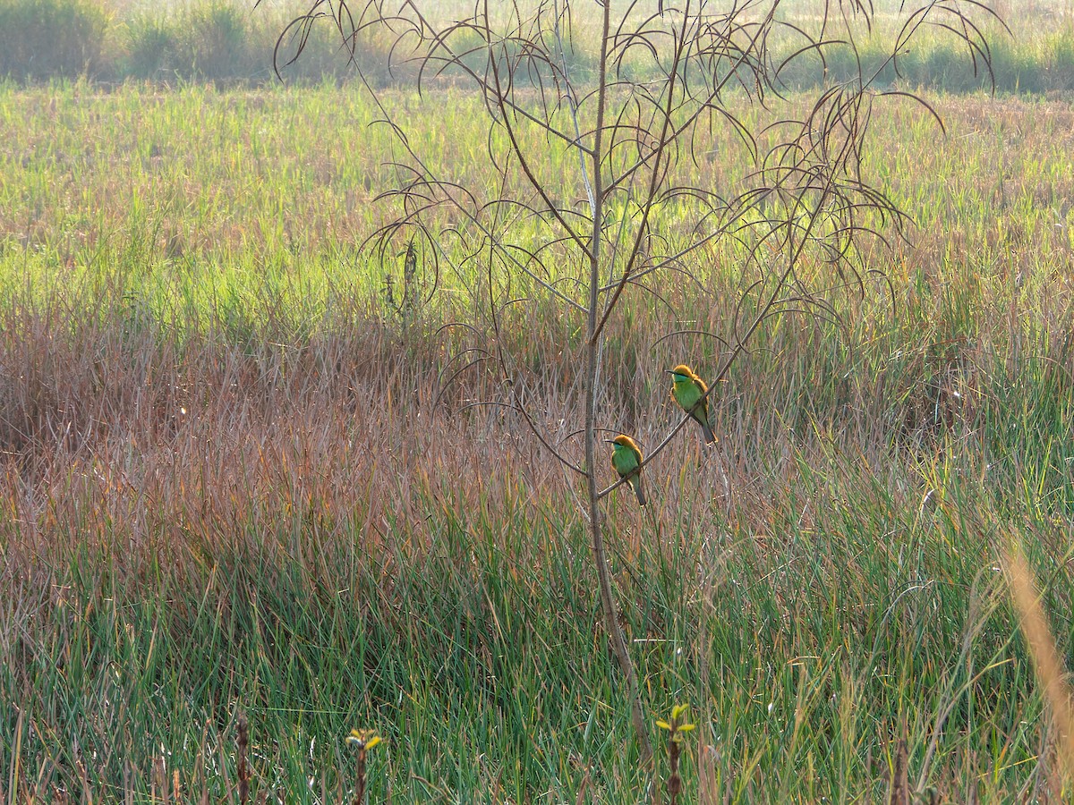 beryllbieter - ML646827655