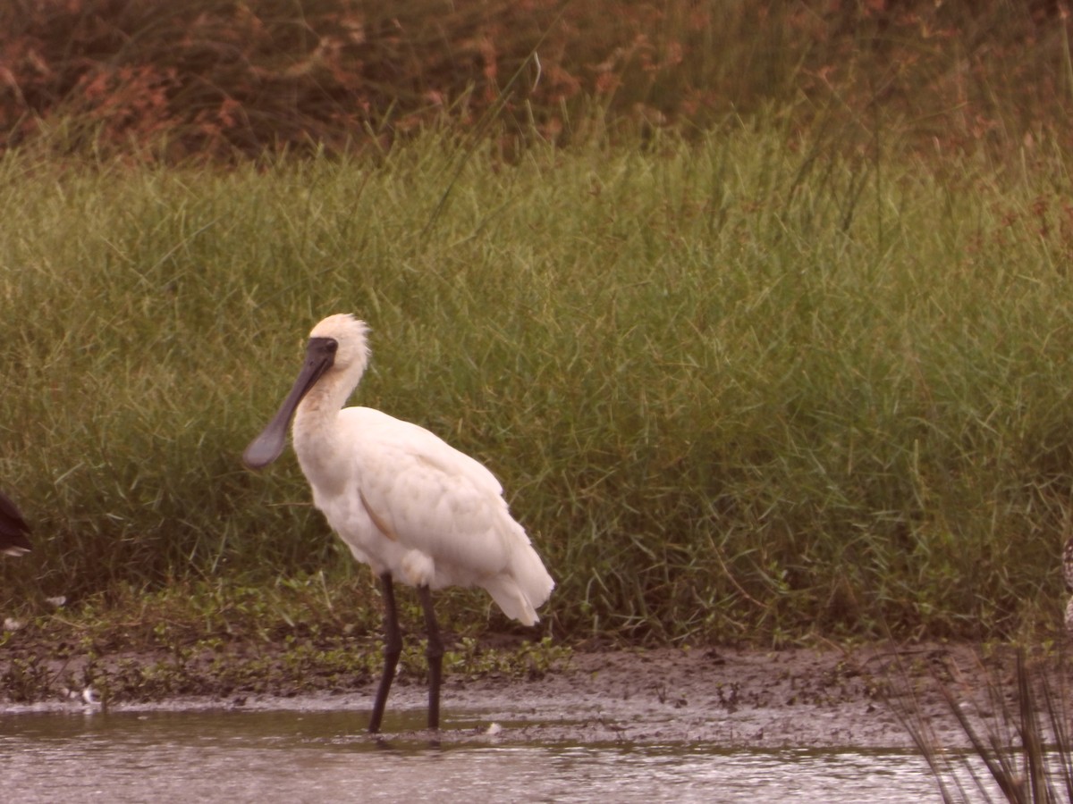 kongeskjestork - ML646827656