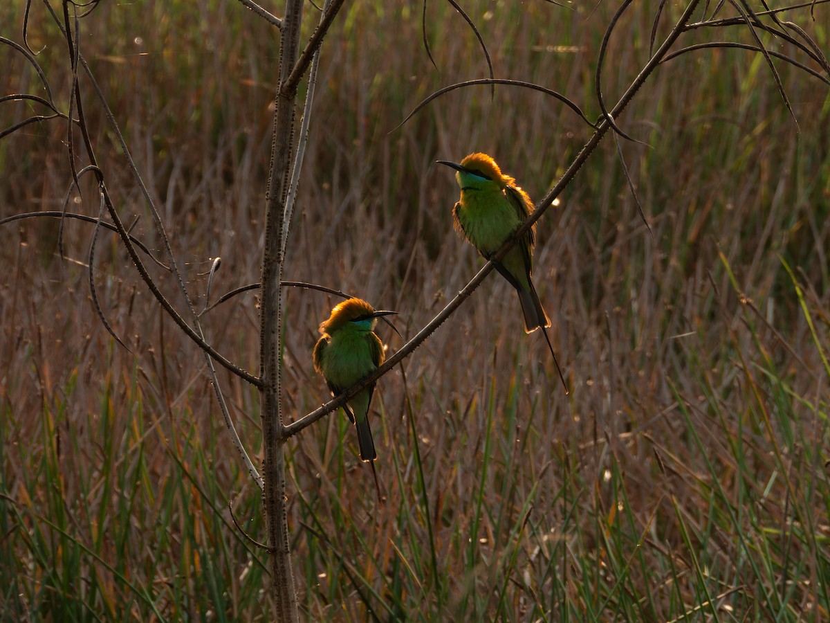 beryllbieter - ML646827657