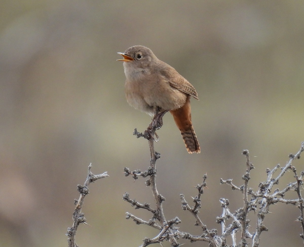 musesmett - ML646827658