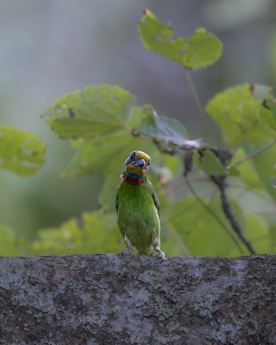 taiwanskjeggfugl - ML646827659