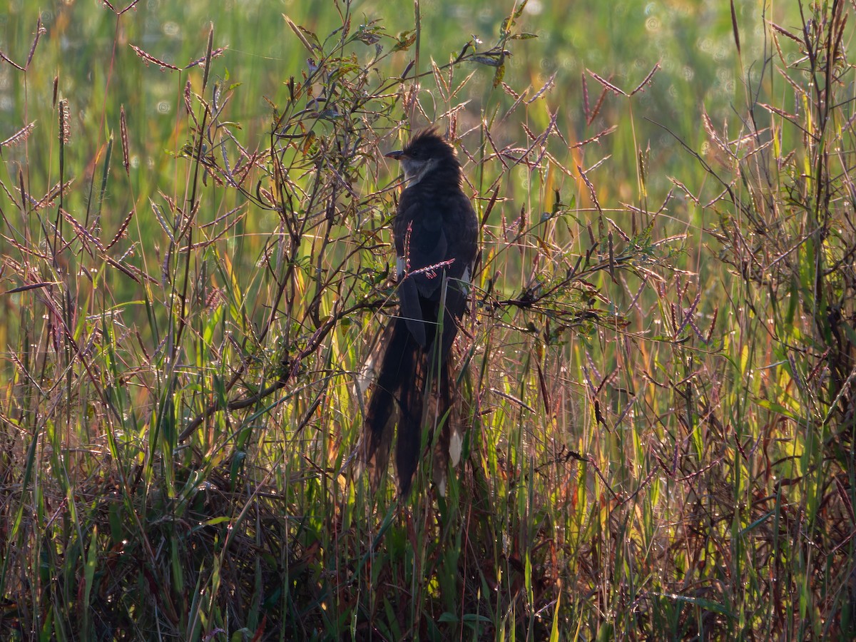 jakobinergjøk - ML646827661