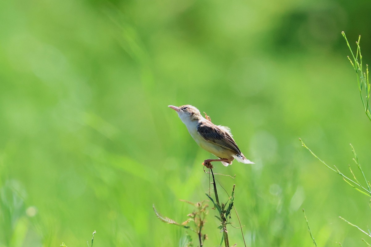 Zitting Cisticola - ML646827662
