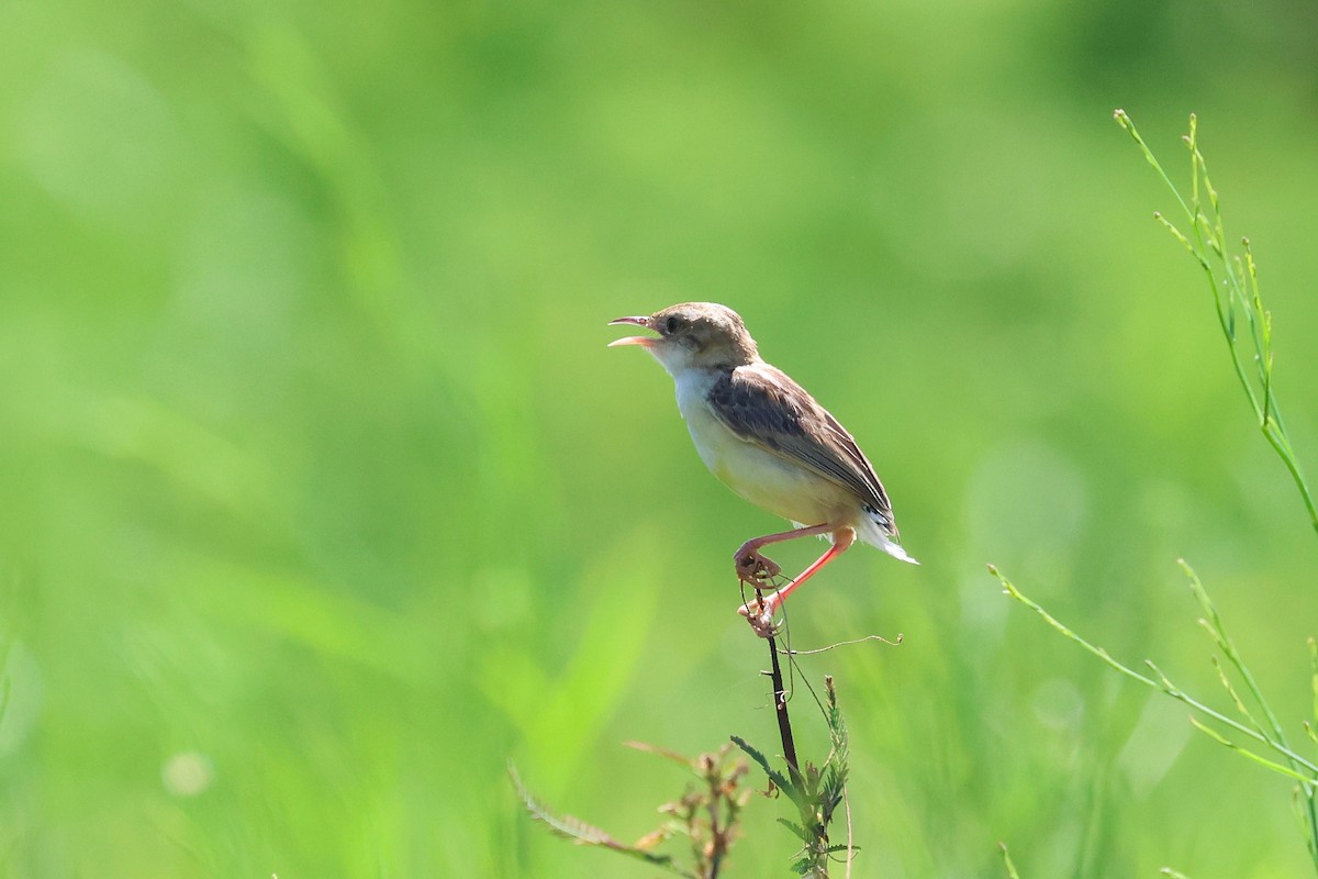 Zitting Cisticola - ML646827663