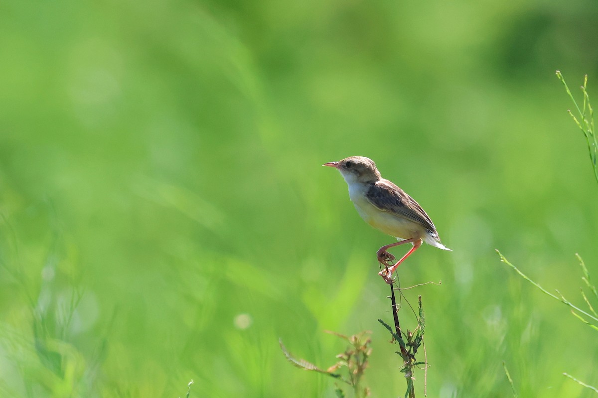 Zitting Cisticola - ML646827664