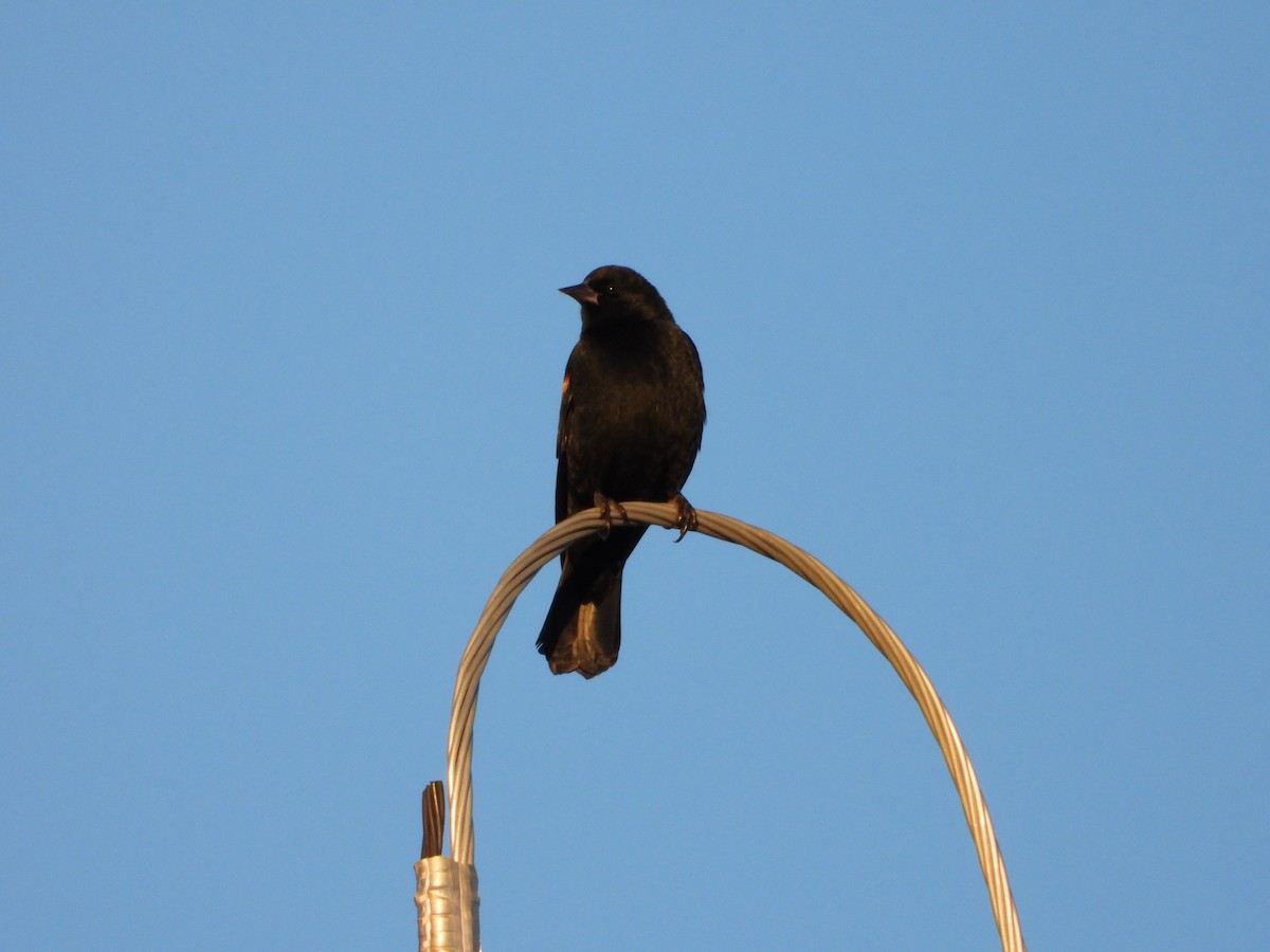 rødvingetrupial - ML646827665