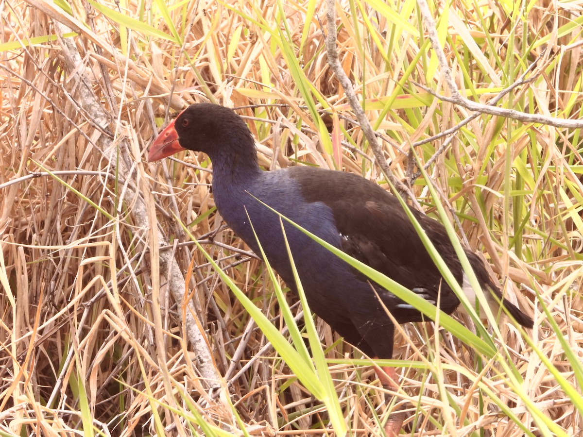 brunryggsultanhøne - ML646827666