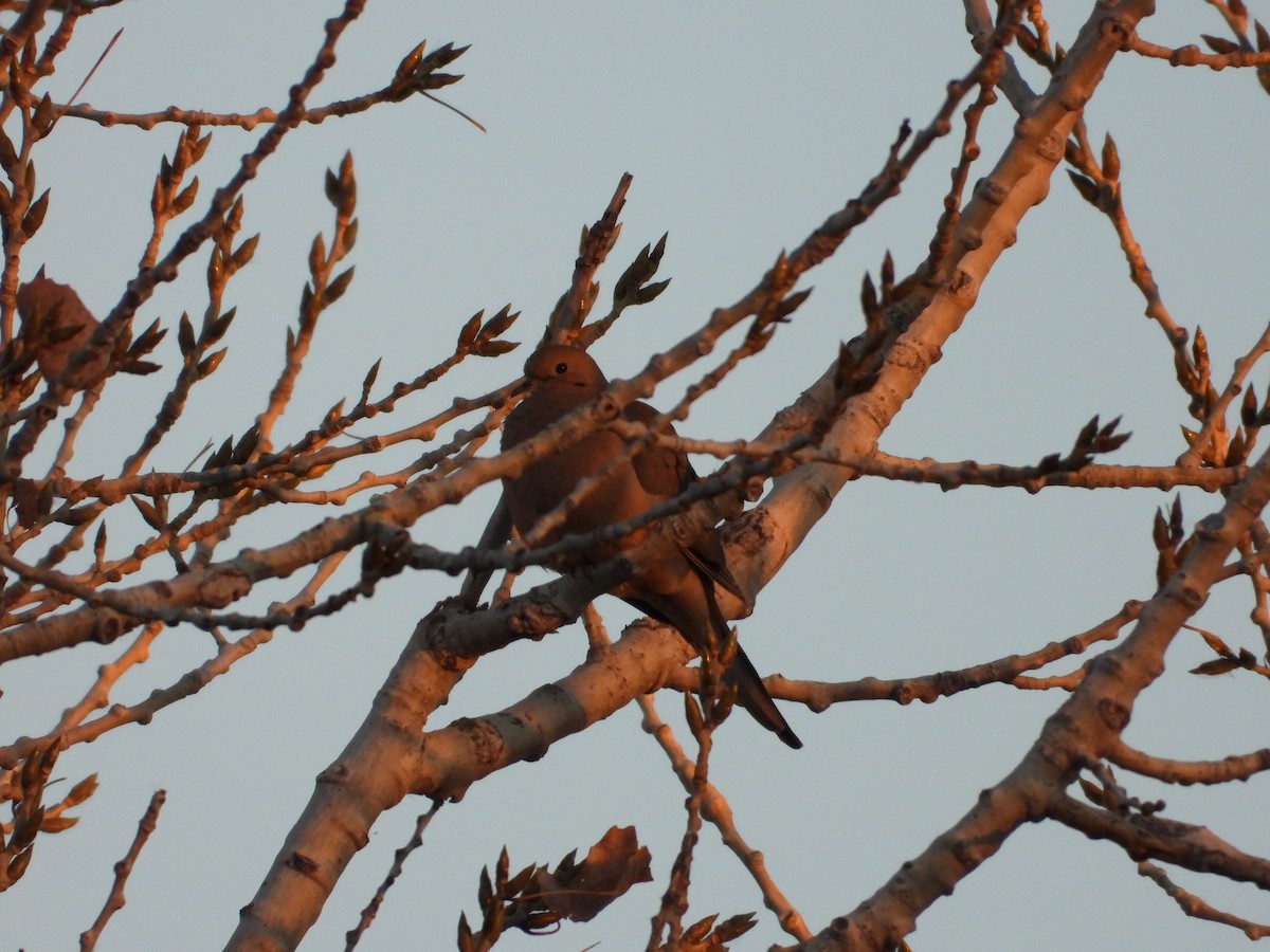 sørgedue - ML646827667