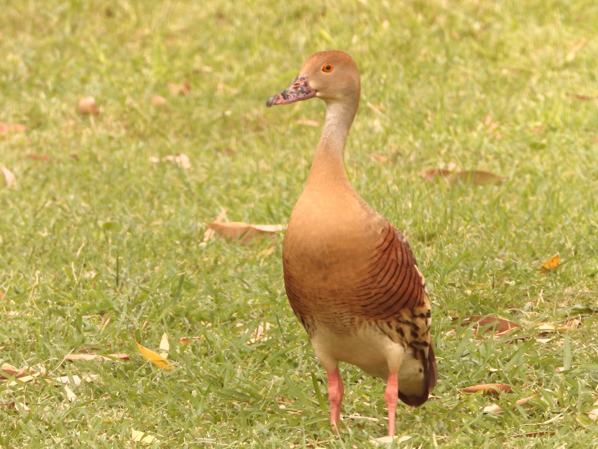 Dendrocygne d'Eyton - ML646827668
