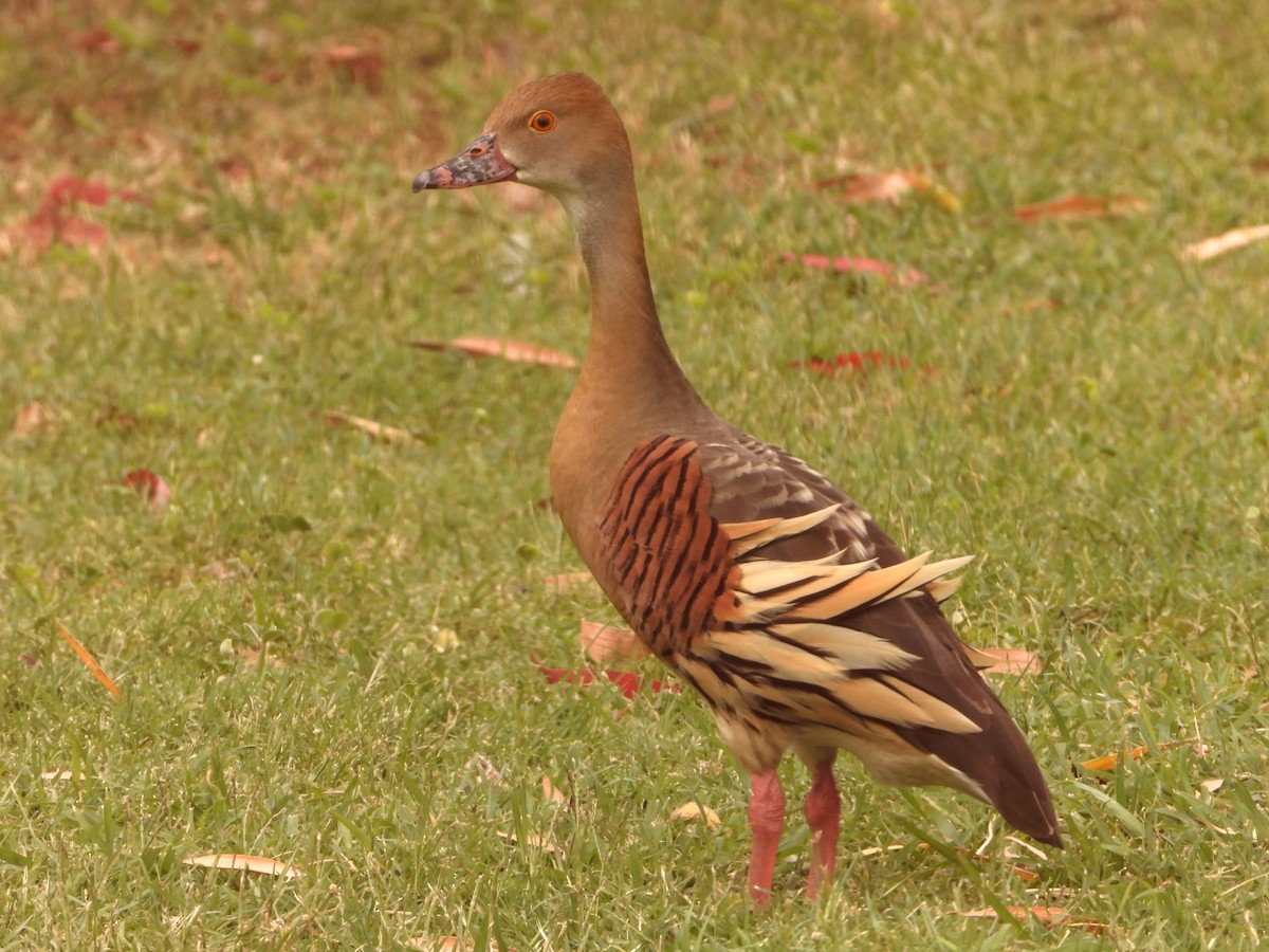 Dendrocygne d'Eyton - ML646827669