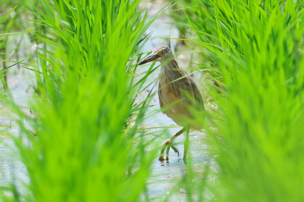 Javan Pond-Heron - ML646827670