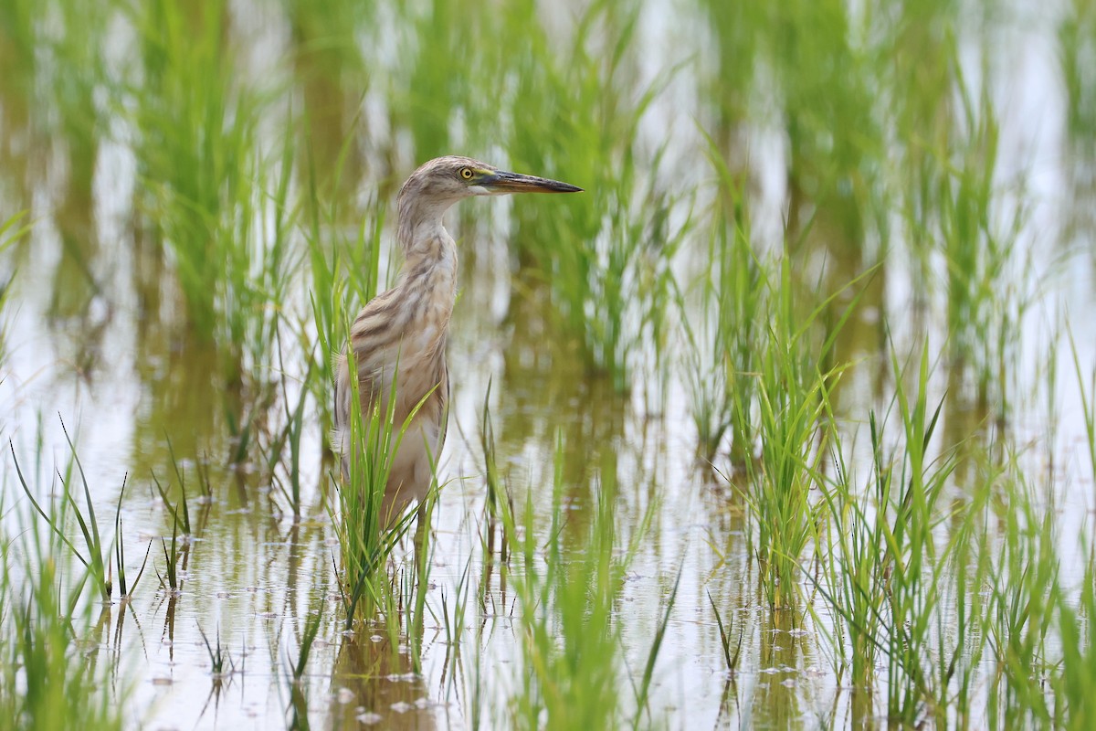 Javan Pond-Heron - ML646827671