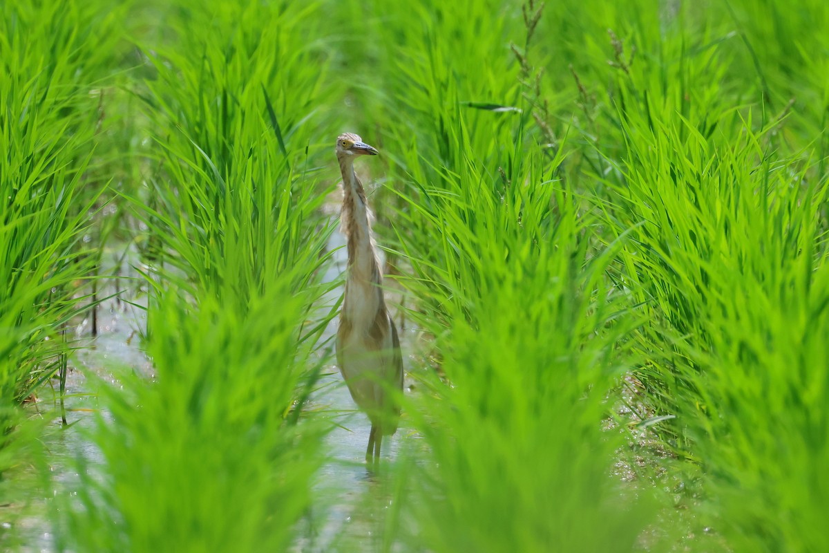 Javan Pond-Heron - ML646827672