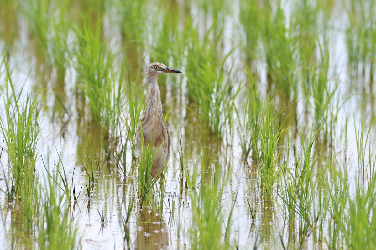 Javan Pond-Heron - ML646827673