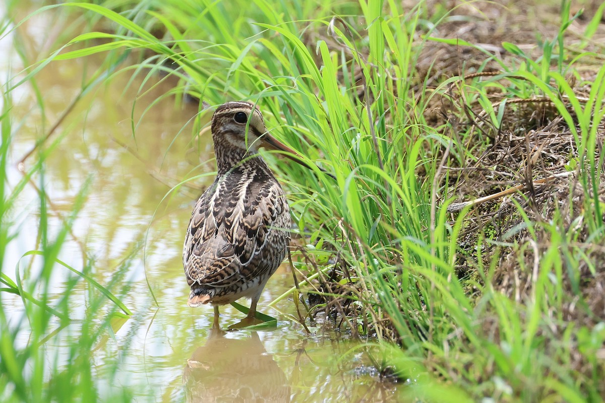 Swinhoe's/Pin-tailed Snipe - ML646827674