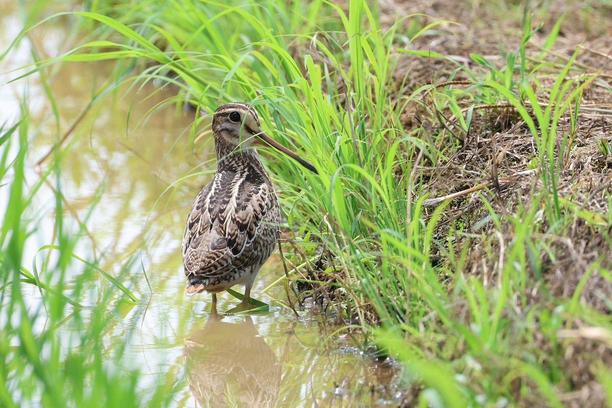 Swinhoe's/Pin-tailed Snipe - ML646827675