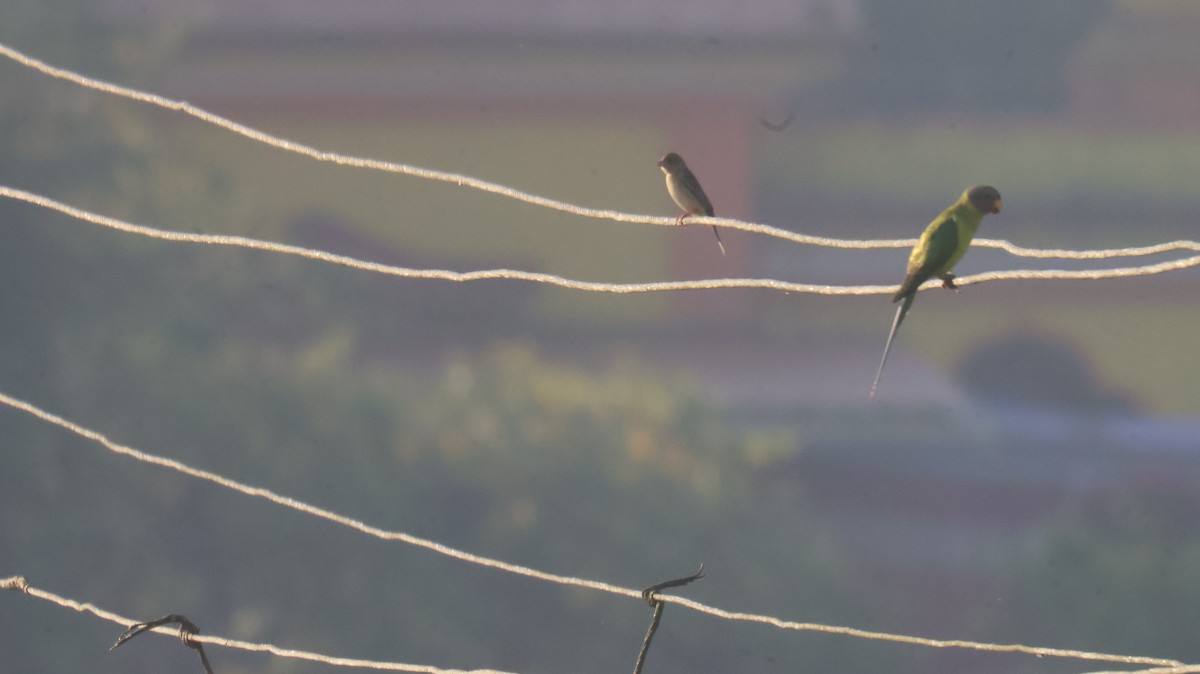 Escribano Carirrojo - ML646827676