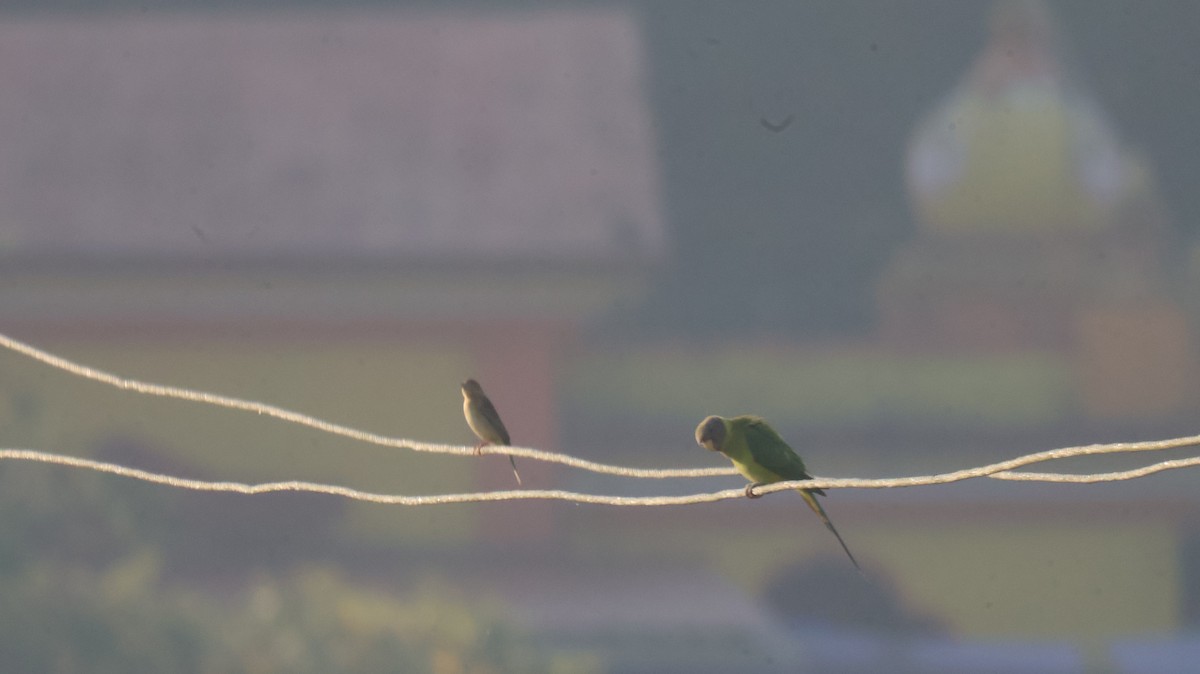 Escribano Carirrojo - ML646827677