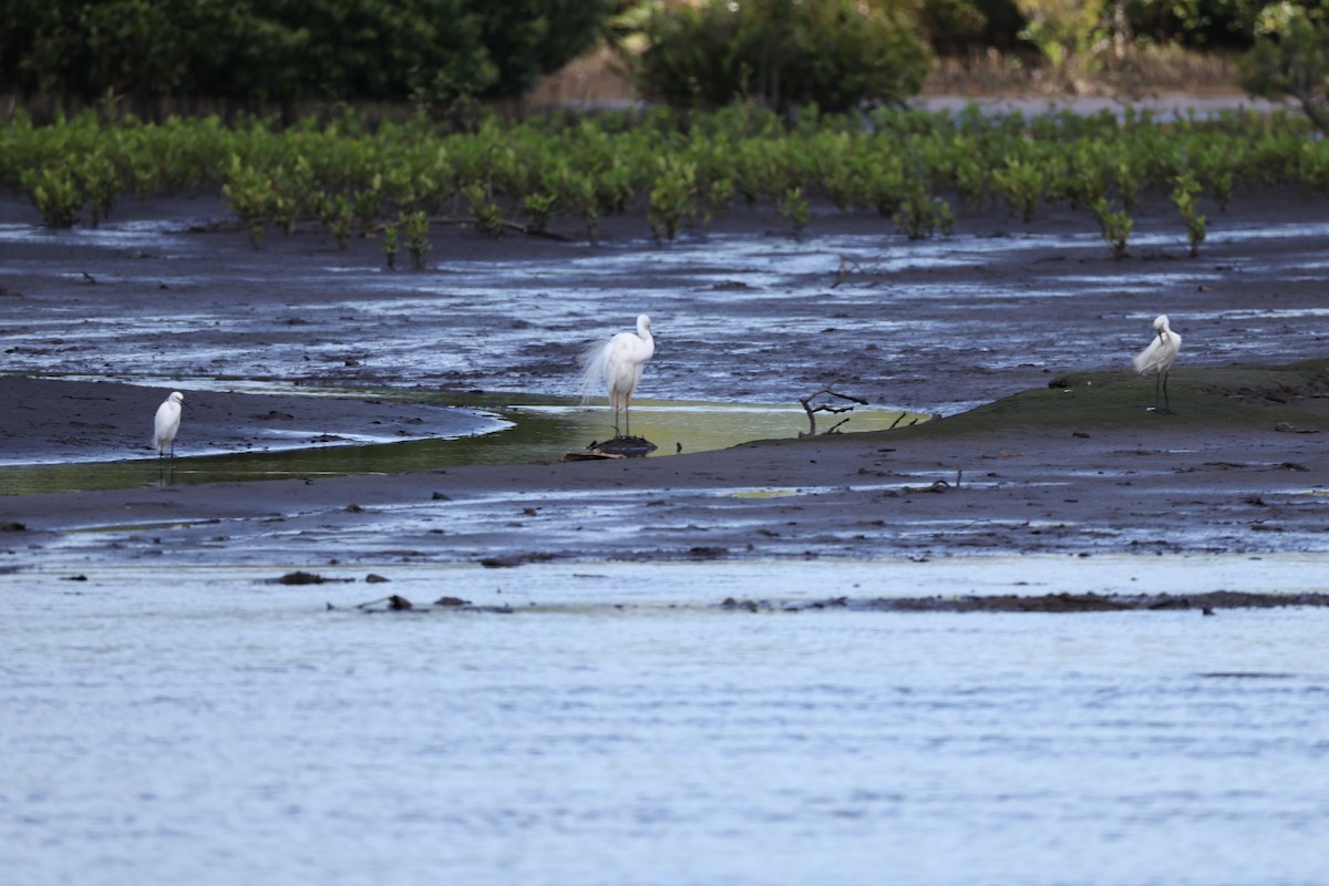 Plumed Egret - ML646827678