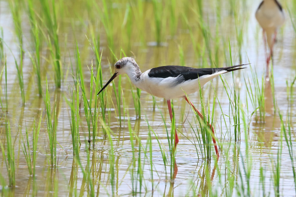 Black-winged Stilt - ML646827680