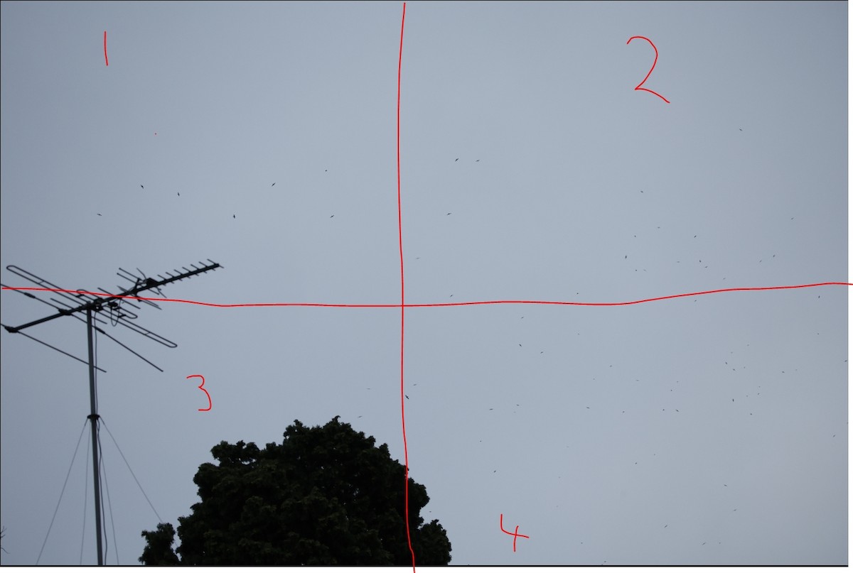 White-throated Needletail - ML646827681