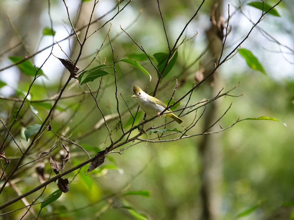 Yuhina Ventriblanca - ML646827682