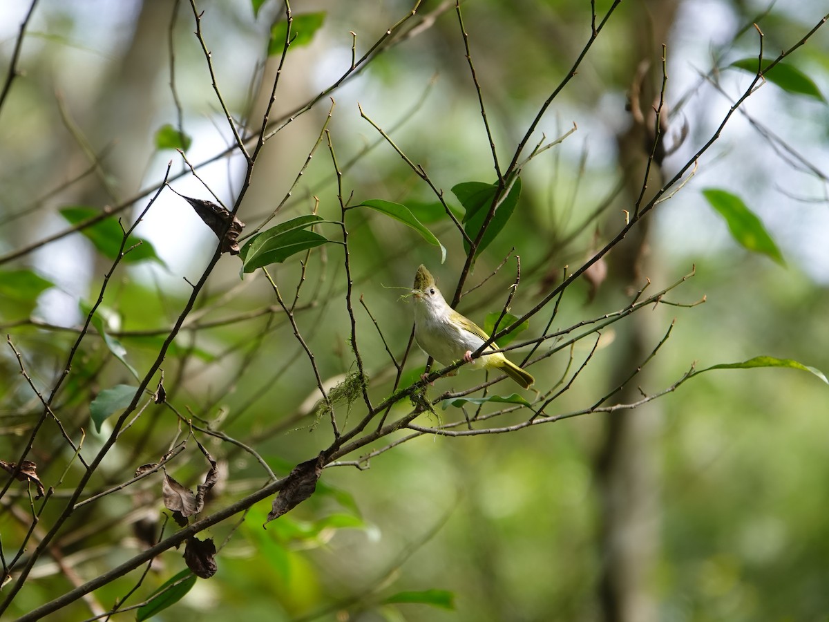 Yuhina Ventriblanca - ML646827683