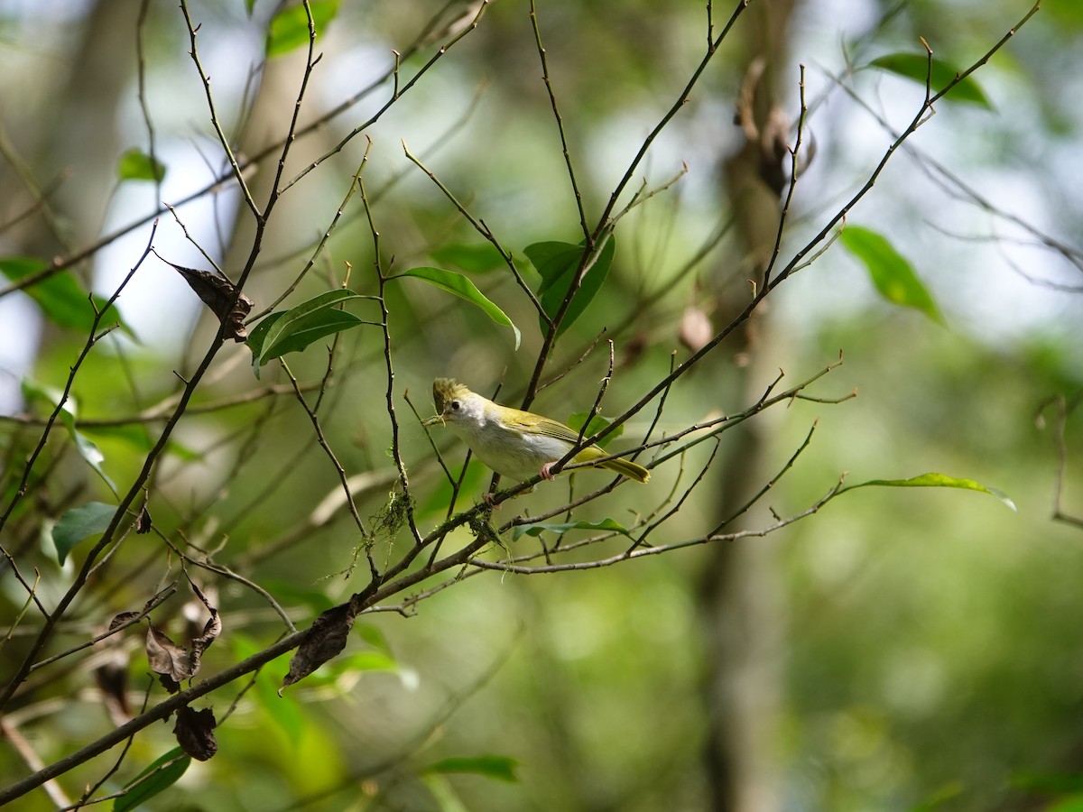 Yuhina Ventriblanca - ML646827684