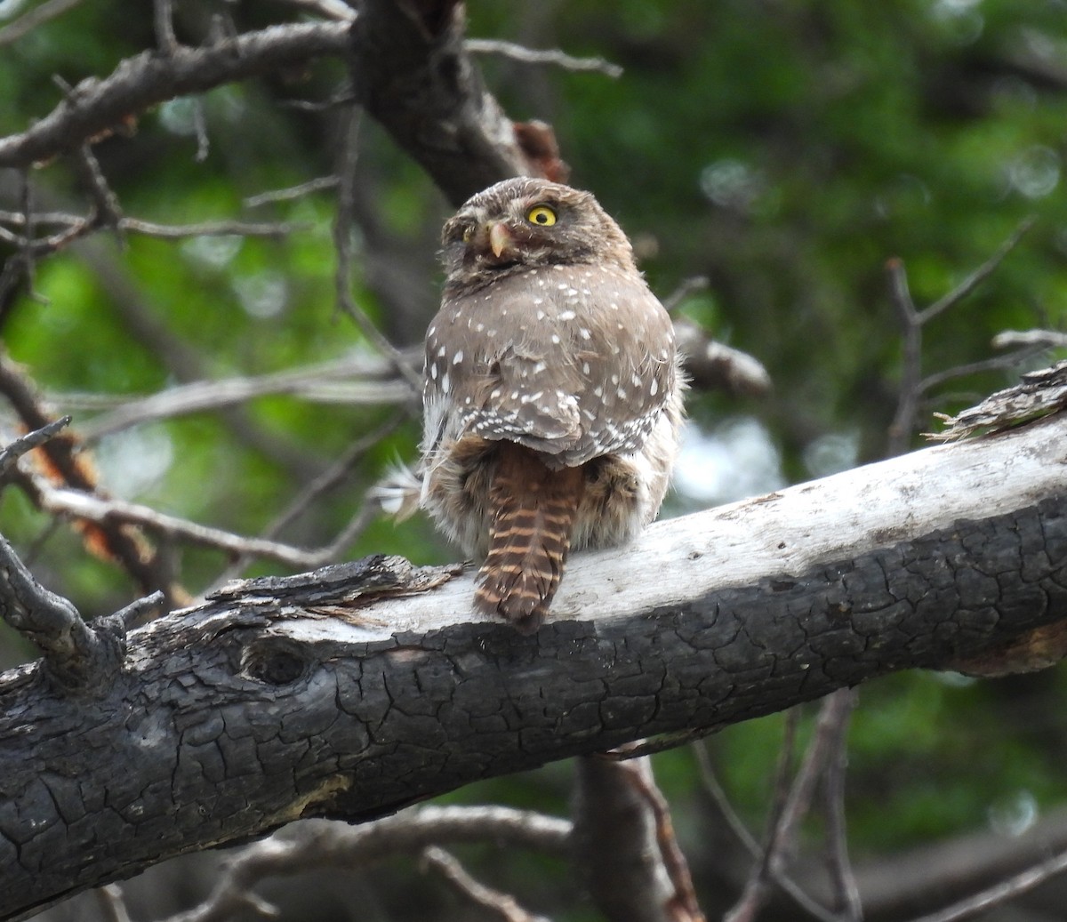 Austral Pygmy-Owl - ML646827687
