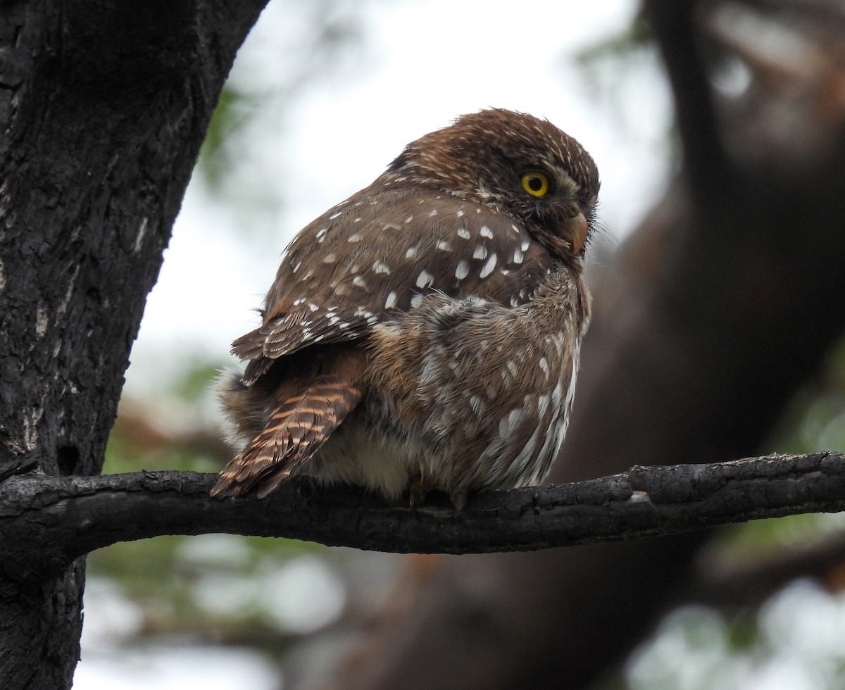 Austral Pygmy-Owl - ML646827688