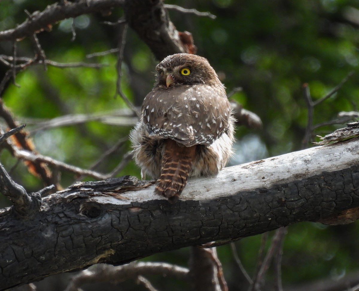 Austral Pygmy-Owl - ML646827689
