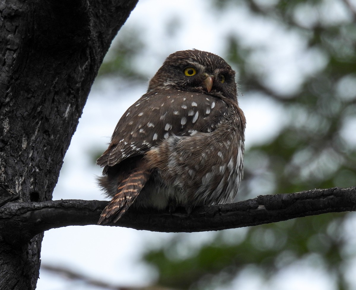 Austral Pygmy-Owl - ML646827690