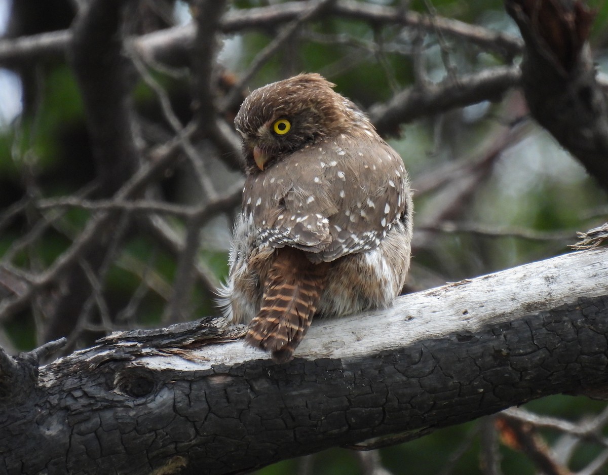 Austral Pygmy-Owl - ML646827691
