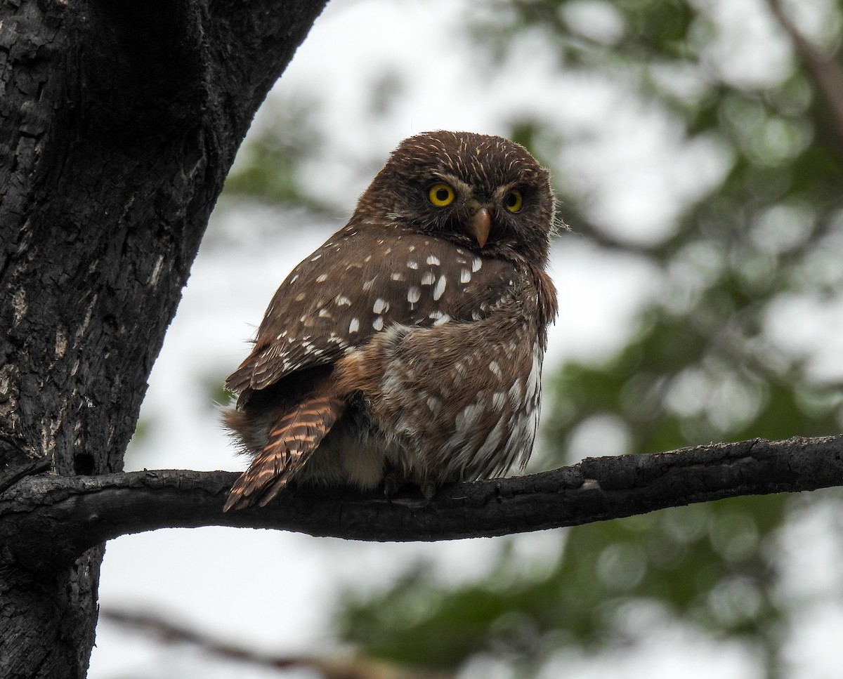 Austral Pygmy-Owl - ML646827692