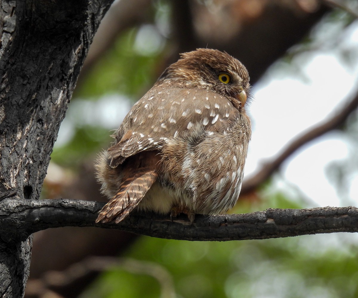 Austral Pygmy-Owl - ML646827693