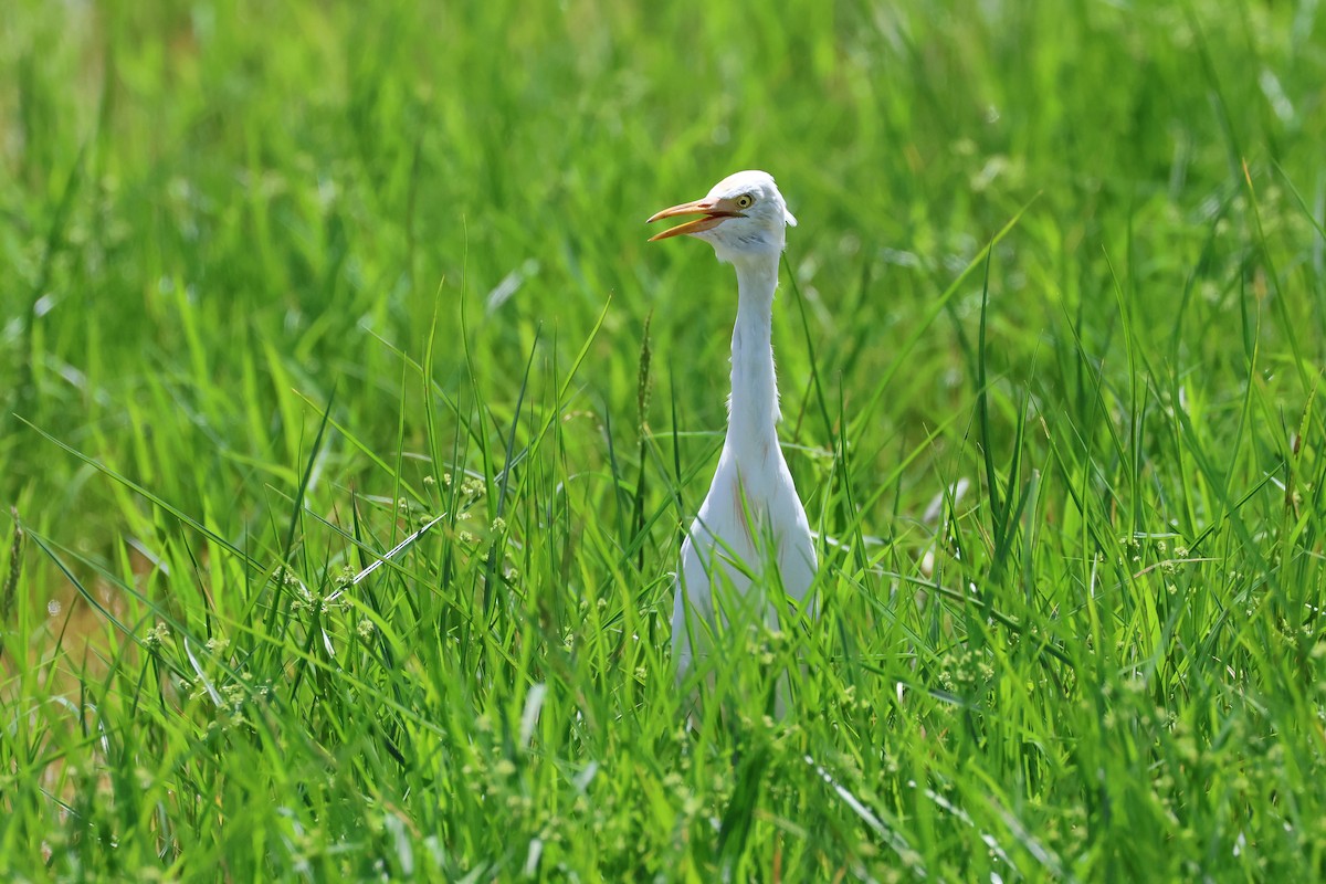 Eastern Cattle-Egret - ML646827700