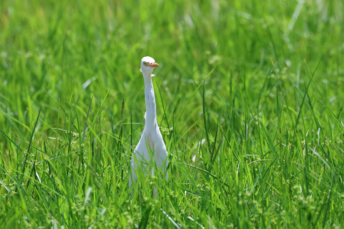 Eastern Cattle-Egret - ML646827701