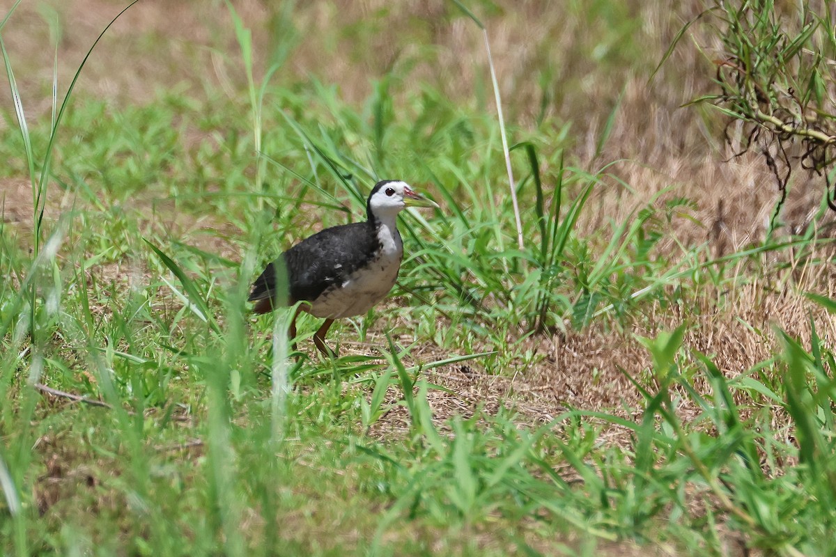White-breasted Waterhen - ML646827704