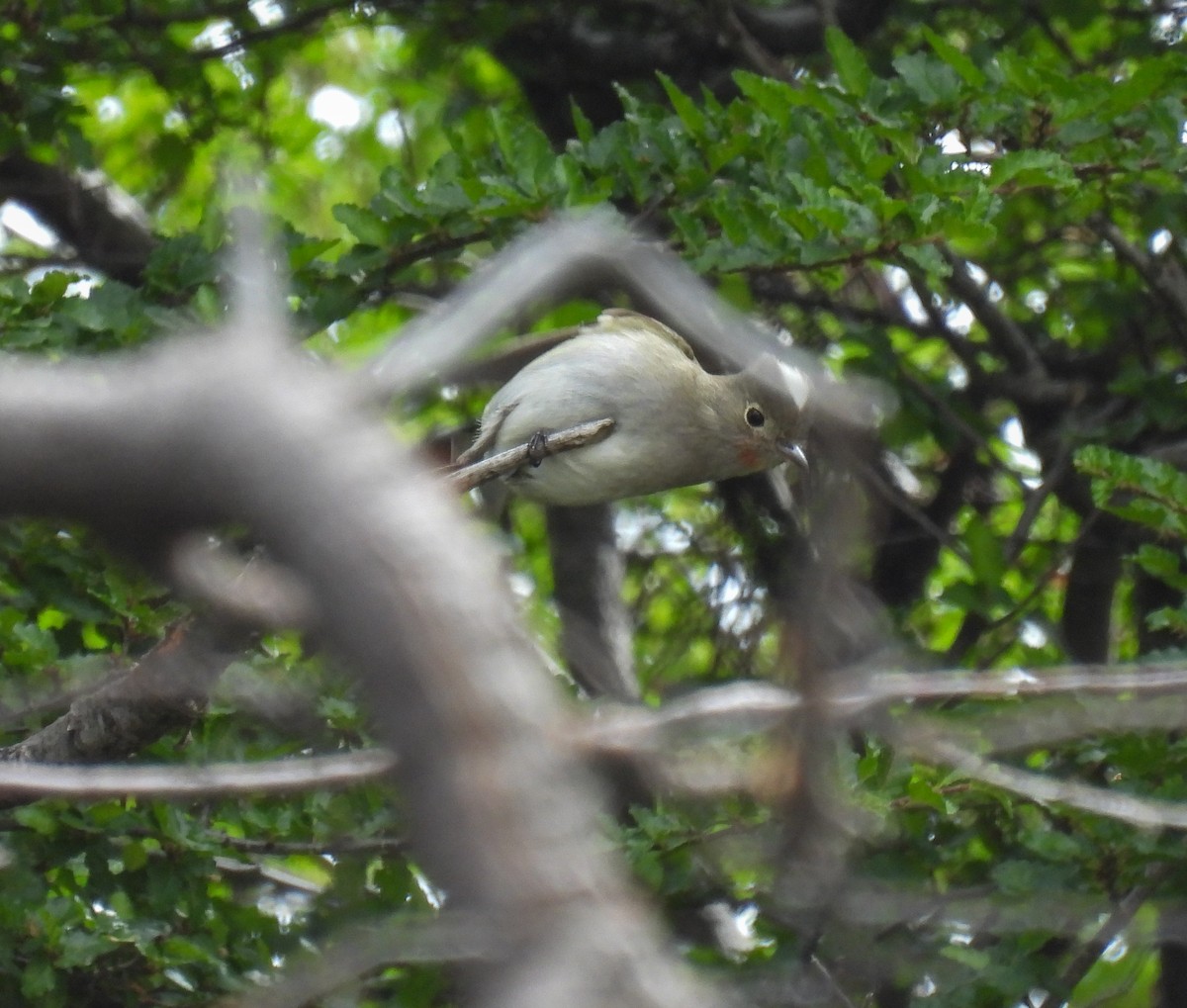 White-crested Elaenia - ML646827706