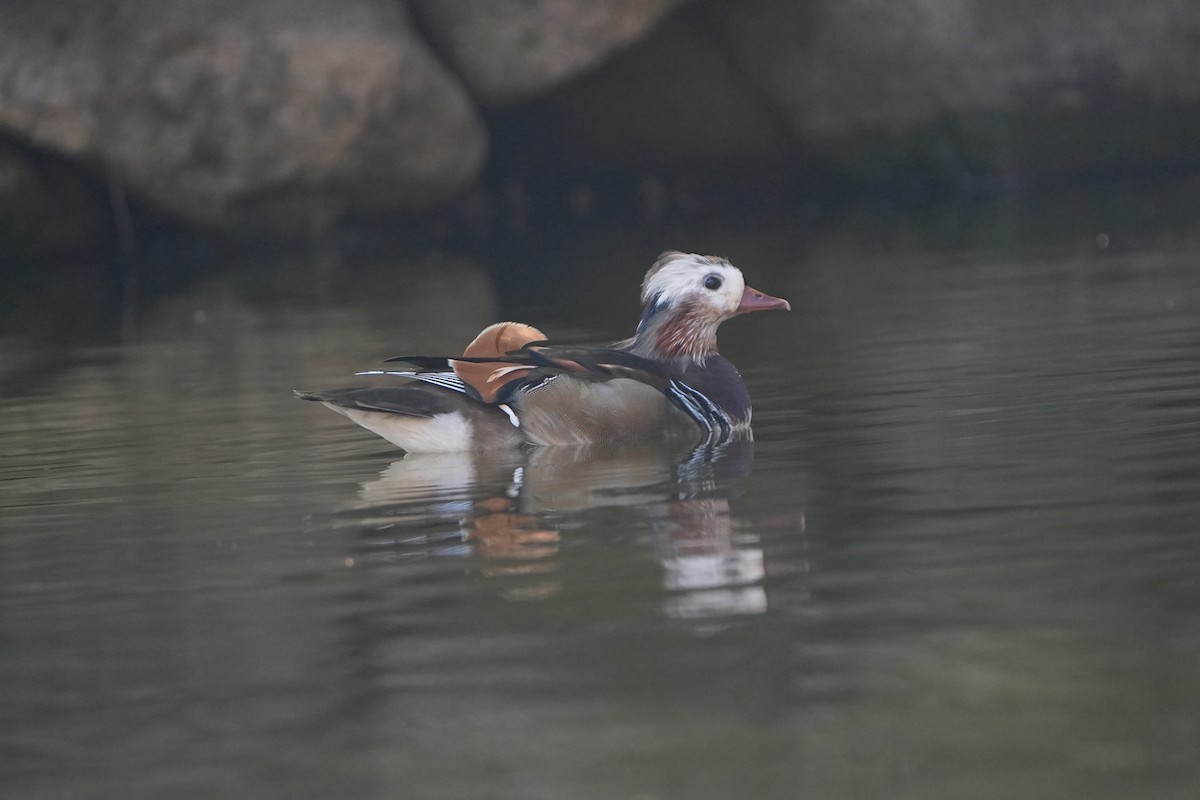 Pato Mandarín - ML646827709
