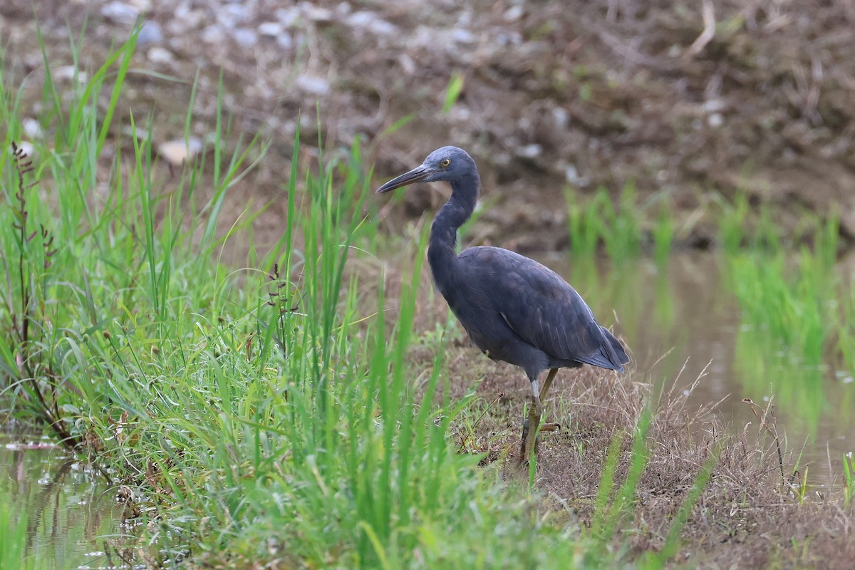 Pacific Reef-Heron - ML646827710