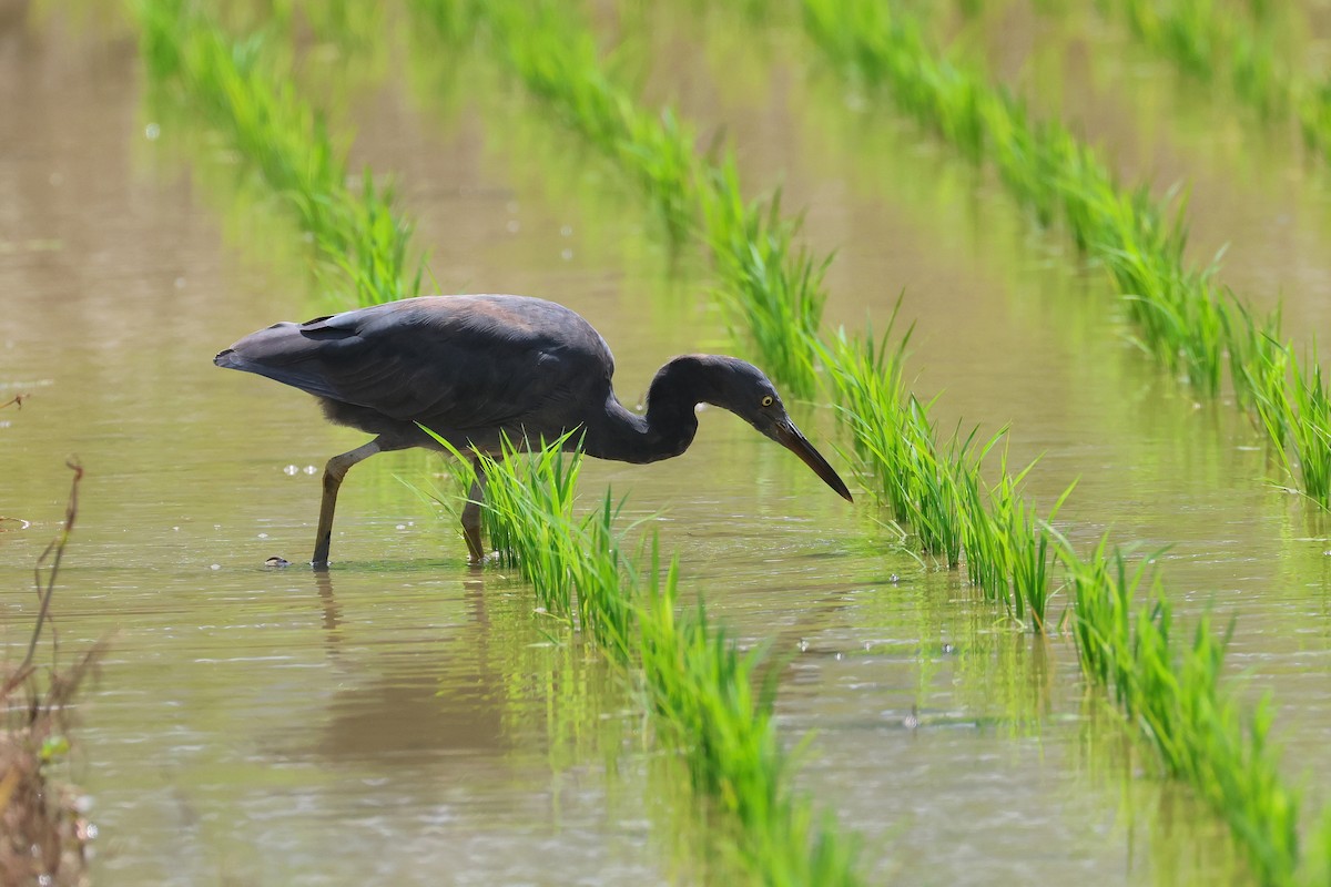 Pacific Reef-Heron - ML646827711