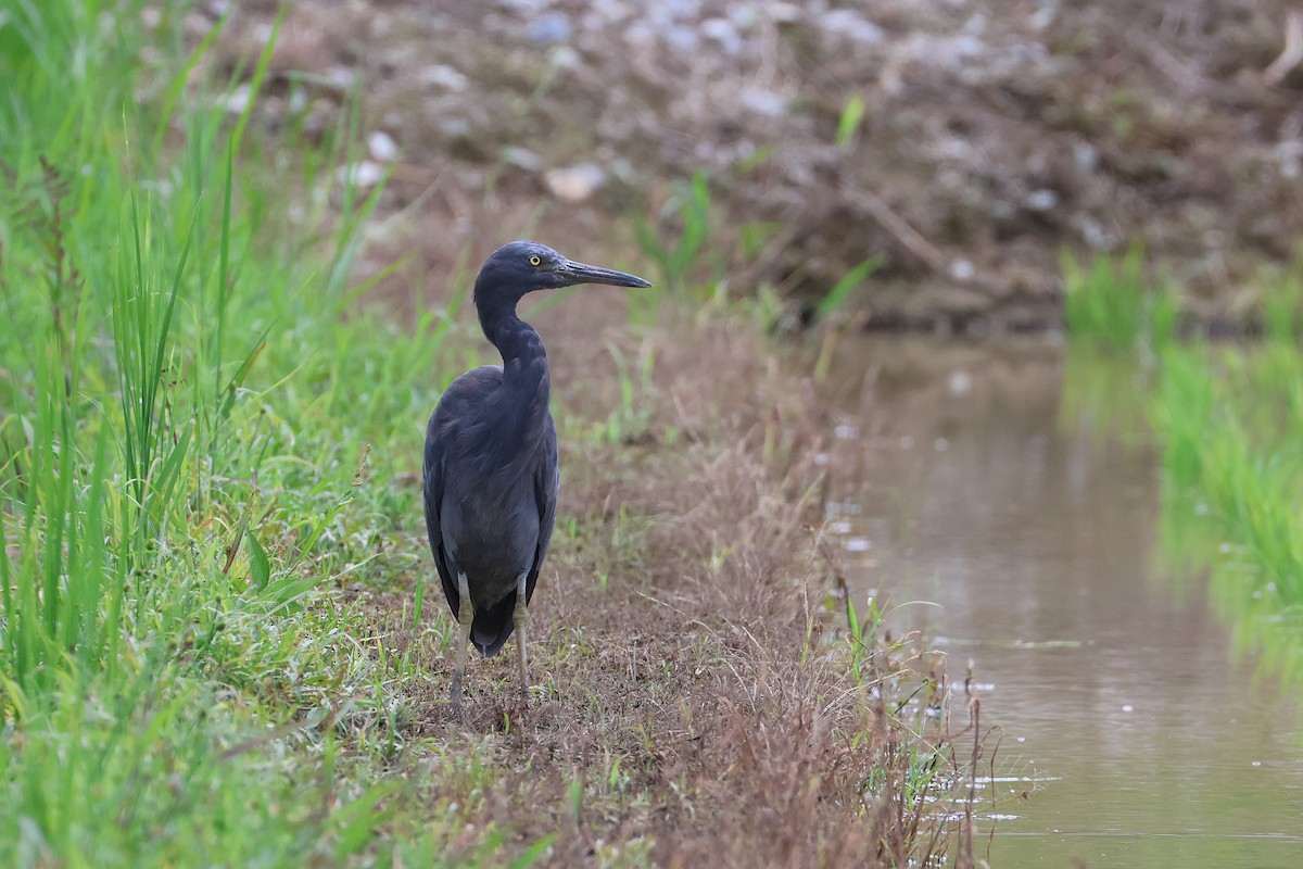 Pacific Reef-Heron - ML646827712