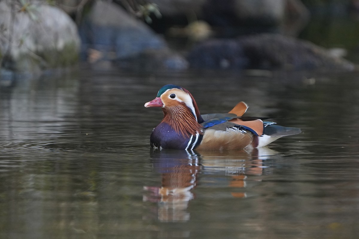 Pato Mandarín - ML646827714