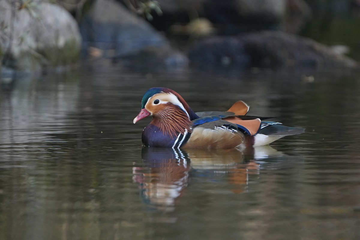 Pato Mandarín - ML646827715