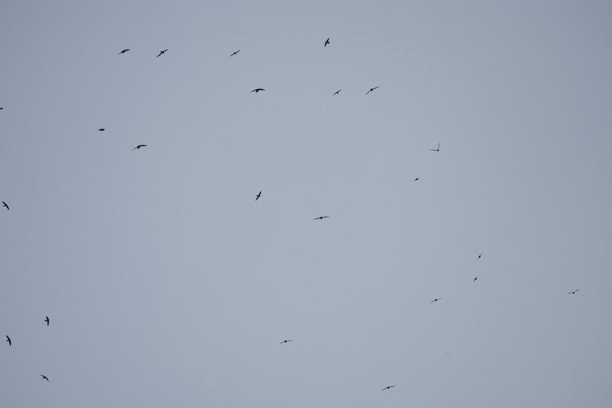 White-throated Needletail - ML646827718